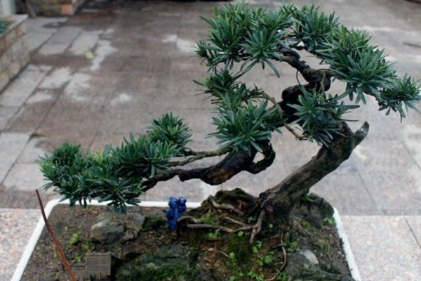 羅漢松的種植和養(yǎng)護(hù)