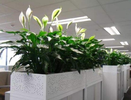 一帆風(fēng)順花的擺放禁忌，忌光線太強與溫度極低處