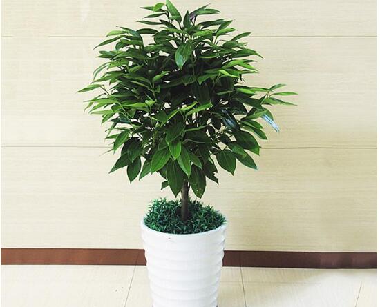 平安樹(shù)爛根怎么辦，平安樹(shù)爛根處理方法