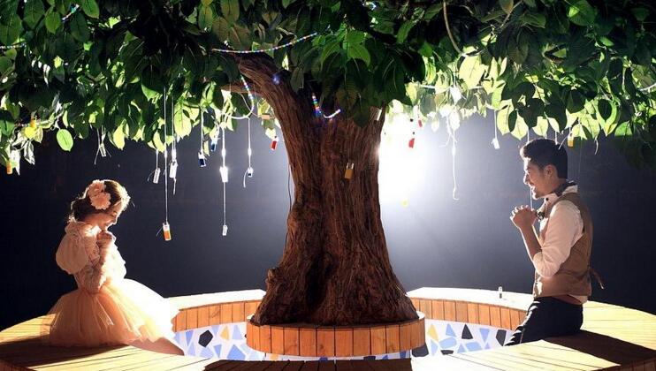 幸福樹的養(yǎng)護(hù)，栽種土壤和水份的施加都要注意