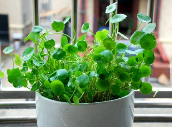 銅錢草的禁忌擺放位置，只要注意這四大位置便可