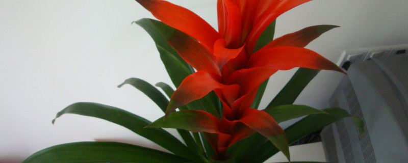 鴻運(yùn)當(dāng)頭還有別名嗎