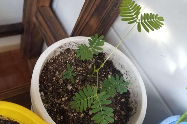 盆栽含羞草的養(yǎng)殖方法和注意事項(xiàng)