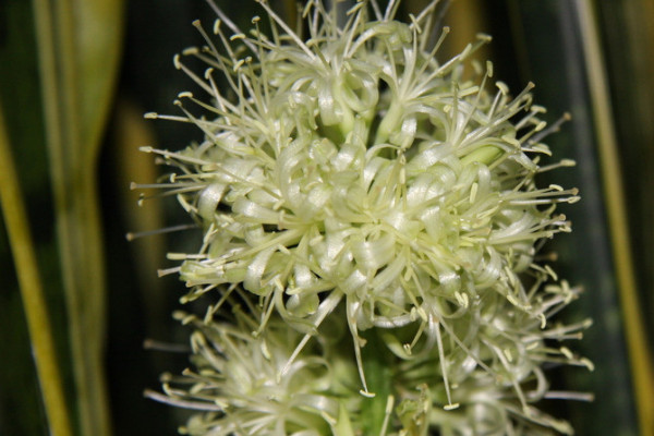 虎皮蘭夏天能曬太陽(yáng)嗎