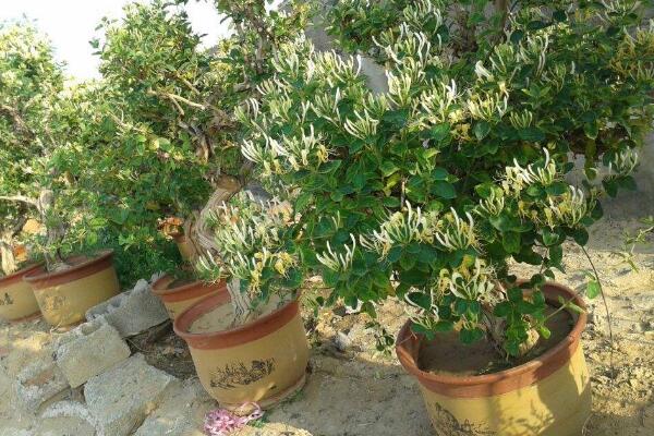 金銀花的種植方法，種子需進行催芽處理