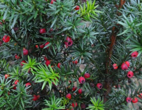 家養(yǎng)紅豆杉有什么好處，延年益壽、身體健康、長壽幸福