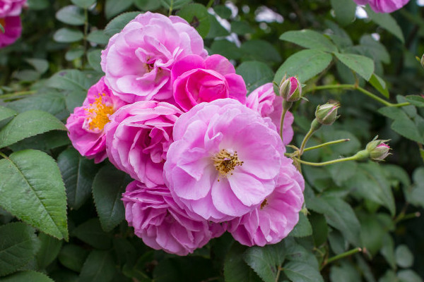 薔薇花是怎么開(kāi)放的