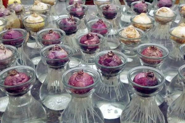 風(fēng)信子怎么留種子