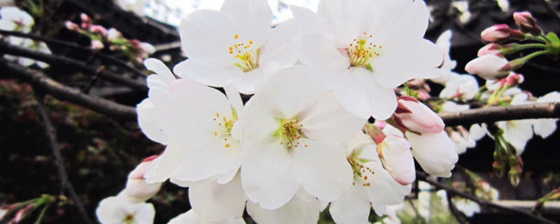 櫻花春天還是冬天開(kāi)