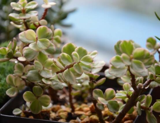 雅樂之舞冬天怎么養(yǎng)，只需要做好四點(diǎn)基本步驟