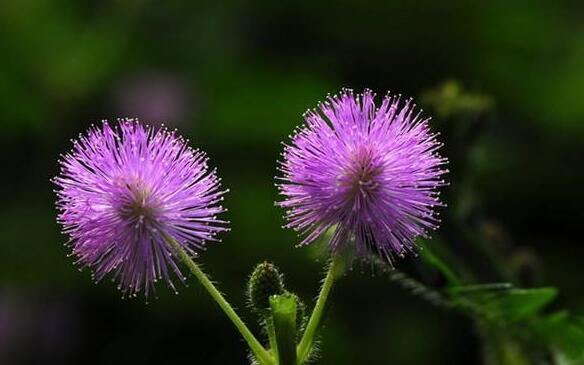 含羞草夏天能播種嗎，不能種/只能在春秋兩季栽種