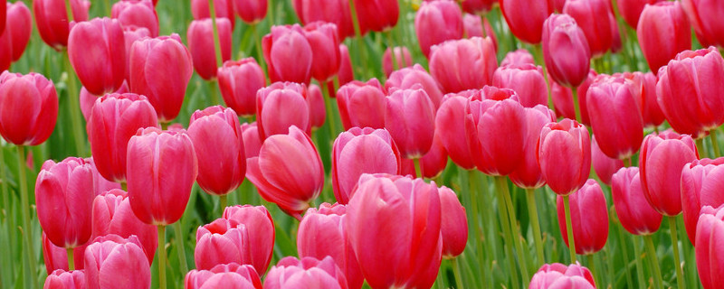 郁金香沒有土怎么養(yǎng)活