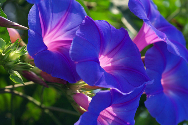 牽?；ú粫裉枙?huì)開花嗎