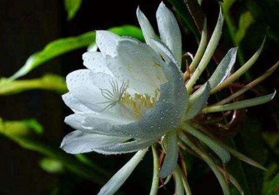 曇花多長時(shí)間澆水，只需要保證盆土微濕潤環(huán)境即可