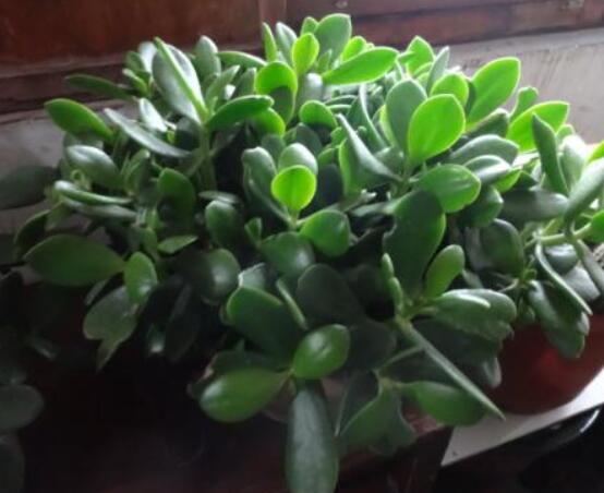 盆栽燕子掌的養(yǎng)殖方法，教你八大基本方法可生長的青翠碧綠