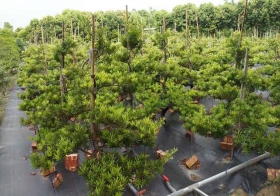 羅漢松種在什么位置好，盤點最佳三個方位(兩儀/三才/四象)