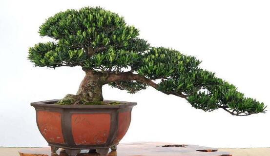 盆栽羅漢松怎么養(yǎng)，盆栽羅漢松養(yǎng)殖方法