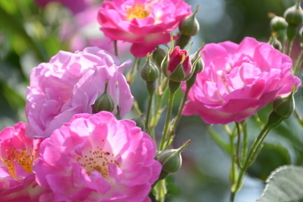 薔薇不開(kāi)花的原因