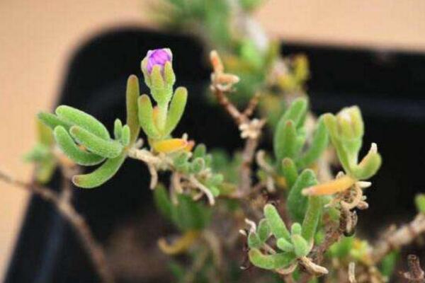 碧光環(huán)會開花嗎，會開/但開花難度較大