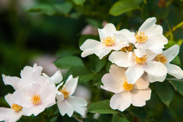 金櫻子一年結(jié)幾次果