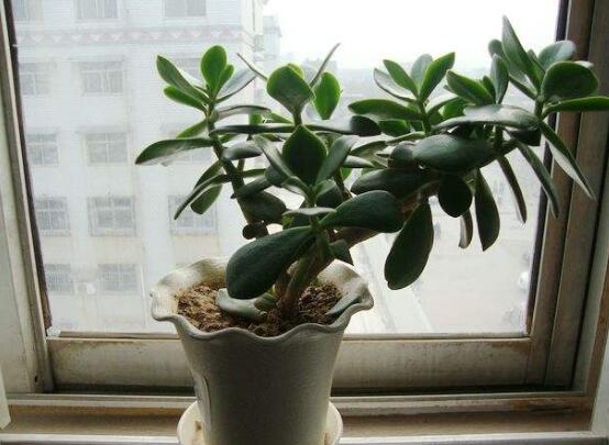 玉樹花幾年開花，掌握五大要點(diǎn)可年年開花