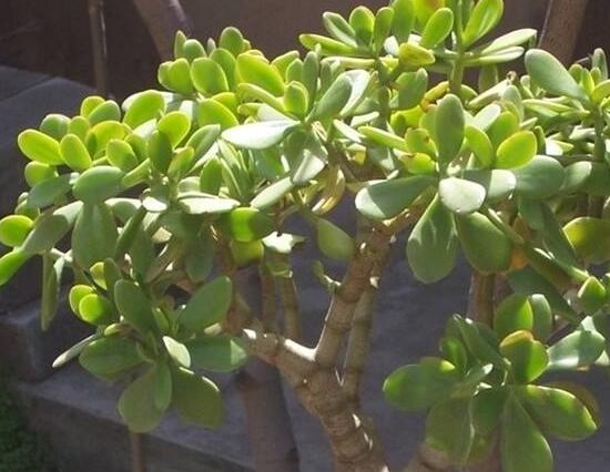 玉樹葉子為什么會(huì)發(fā)黃，玉樹葉子發(fā)黃怎么辦