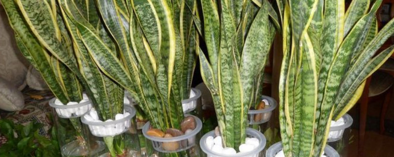 虎皮蘭離開(kāi)土能活多久