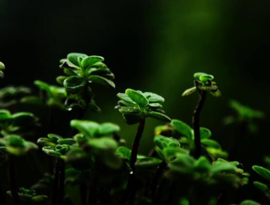 碰碰香木質(zhì)化怎么辦，只需要立馬重新進行扦插繁殖