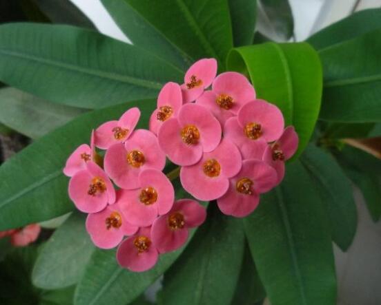 虎刺梅的繁殖方法，教你兩種最常用的繁殖方法(扦插與組培)