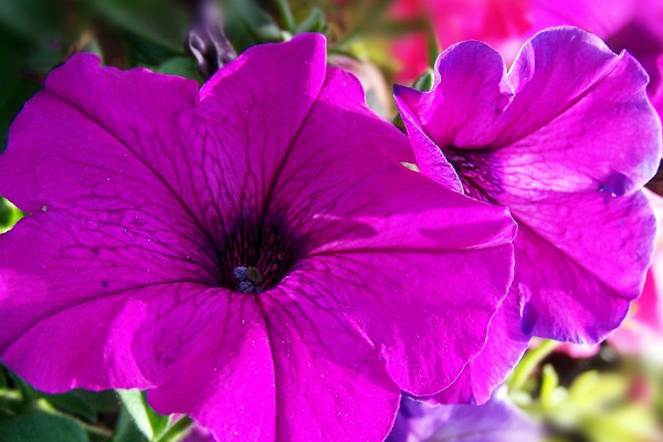 牽?；ǚN子怎么水培