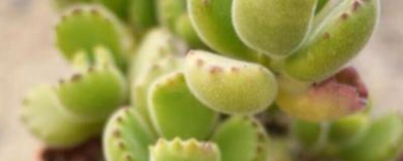 熊童子老樁怎么養(yǎng)