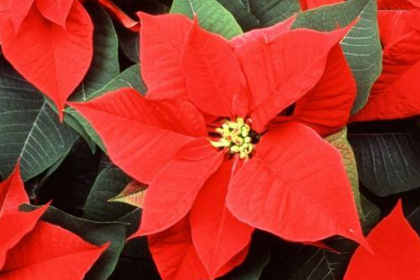 新買回來的一品紅怎么養(yǎng)