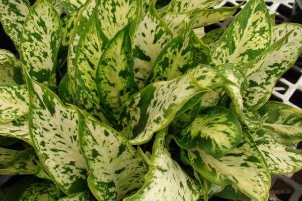 中華萬年青有毒嗎，誤食會(huì)有生命危險(xiǎn)