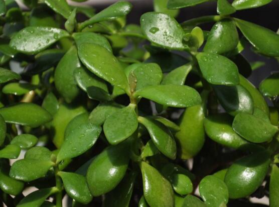 玉樹如何施肥，做到薄肥勤施原則(春夏秋冬)