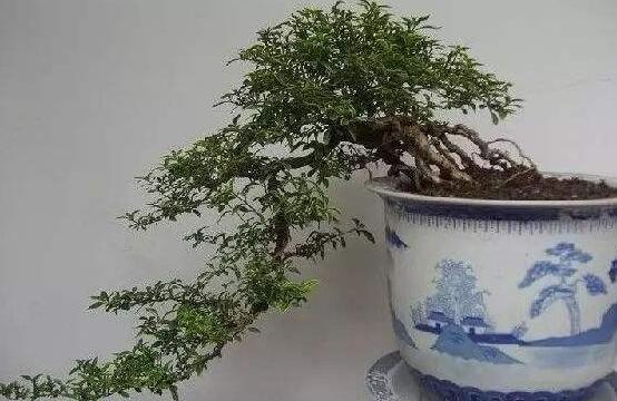 提根六月雪怎么養(yǎng)好，教你六個(gè)步驟造型更加美觀