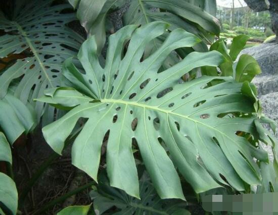 龜背竹用高盆還是矮盆，建議以高盆養(yǎng)殖最佳(紫砂盆)