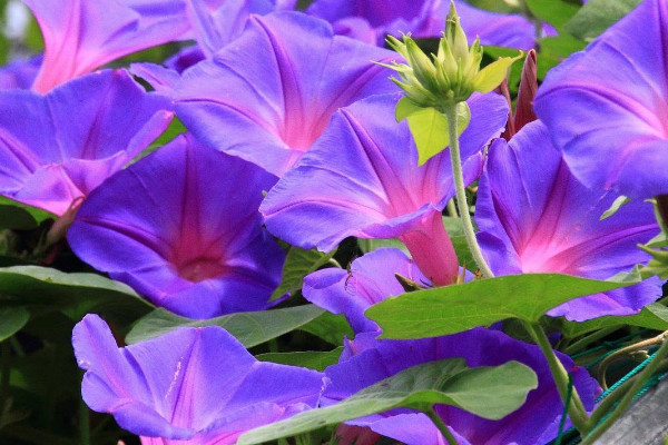 牽?；槭裁丛缟祥_花其他時(shí)間都不開