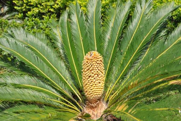 蘇鐵有哪些品種，常見蘇鐵品種介紹