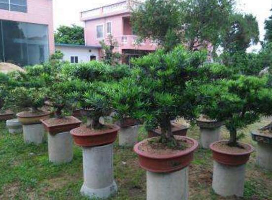 羅漢松的繁殖方法，羅漢松五大繁殖方法