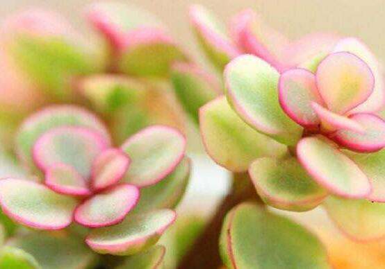 雅樂之舞如何變粉，五個小妙招教你變得粉紅