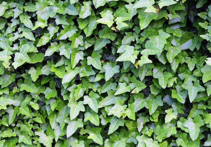 常春藤有毒嗎，有毒但是也有很大的藥用價(jià)值