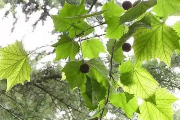 二球懸鈴木果實能吃嗎