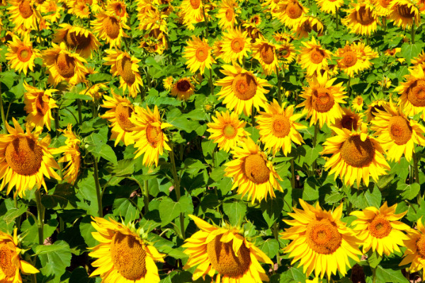 向日葵可以曬太陽(yáng)嗎