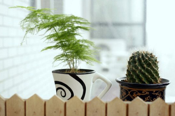 文竹黃了怎么辦，適當(dāng)遮陰并控制肥水