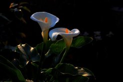 馬蹄蓮種植方法和時(shí)間，秋季播種最為適宜