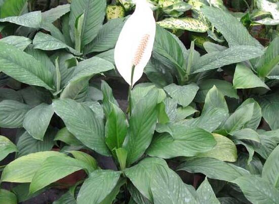 一帆風(fēng)順蔫了怎么補(bǔ)救，四種原因以及補(bǔ)救辦法