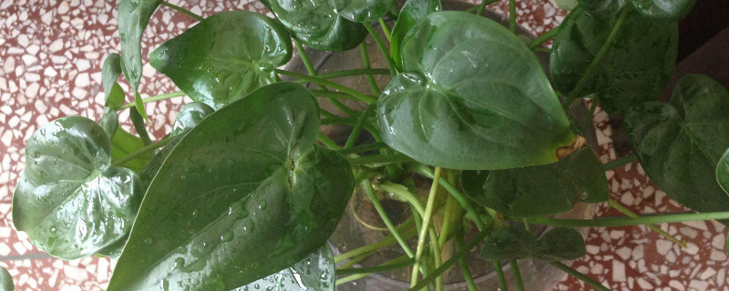 滴水觀音與尖尾芋的區(qū)別