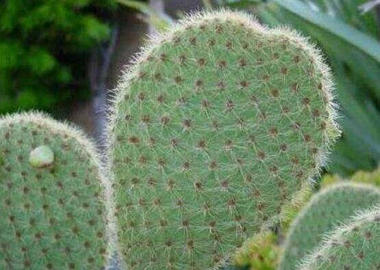 仙人掌變黃的原因是什么，四種原因以及解決方法