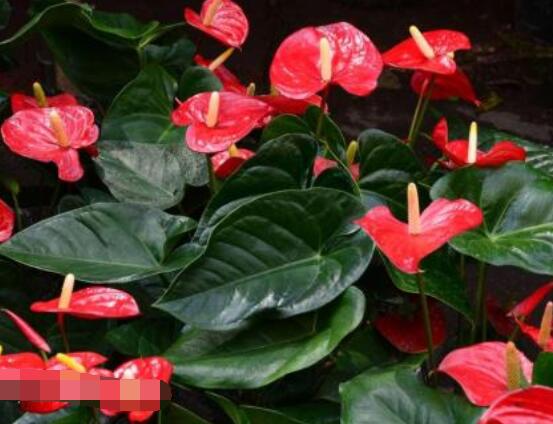 紅掌的作用有哪些，凈化空氣、陶冶情操、五行轉(zhuǎn)化