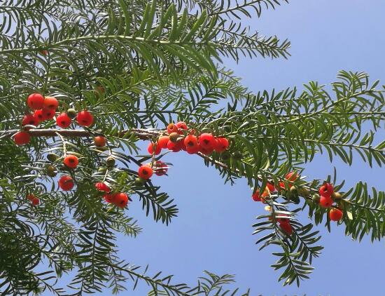 紅豆杉的養(yǎng)殖方法和注意事項(xiàng)，七大基本方法養(yǎng)殖郁郁蔥蔥